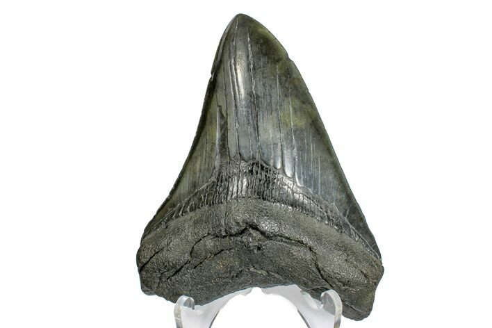 Fossil Megalodon Tooth - South Carolina #170579